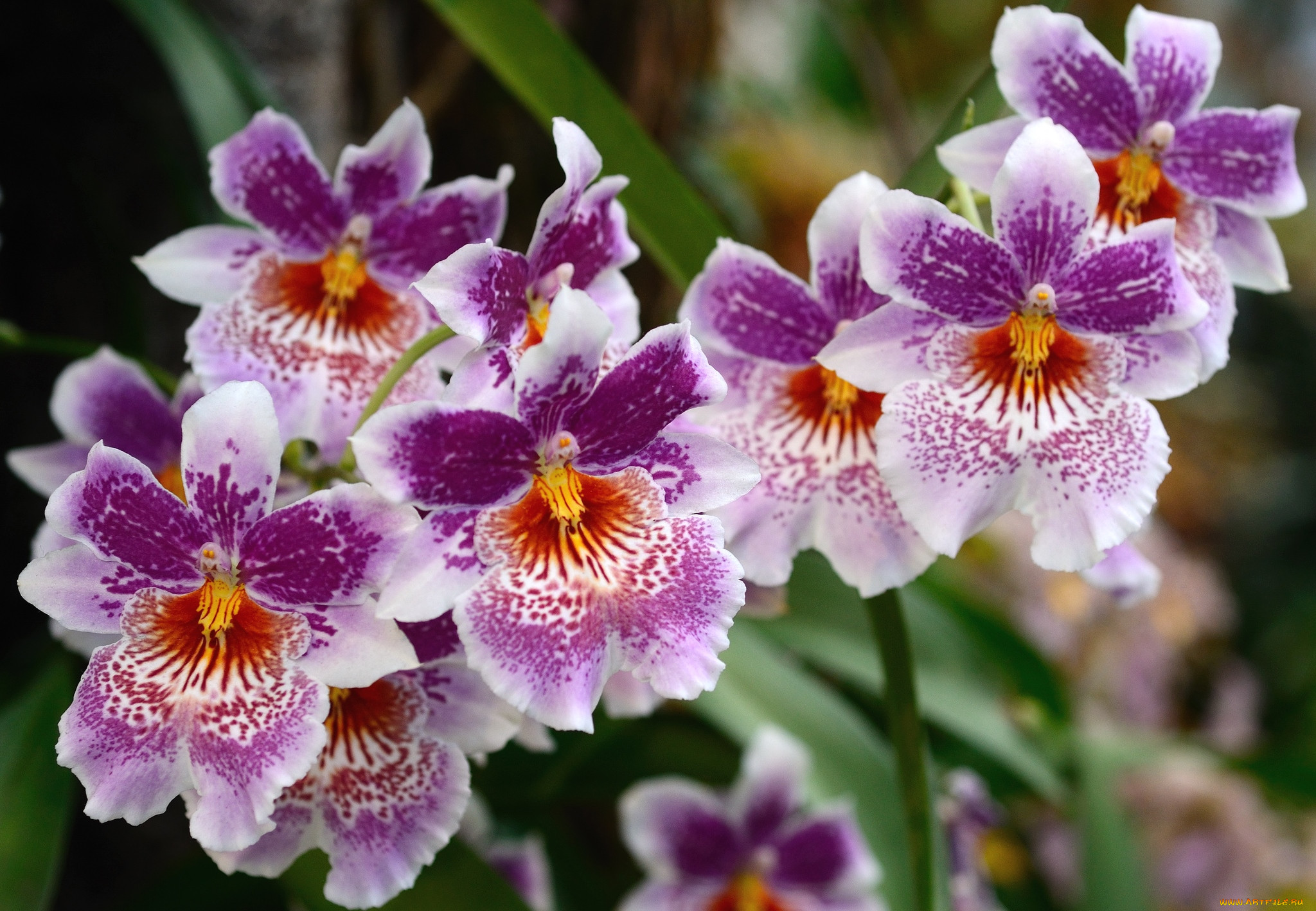 Орхидея Мильтония фото